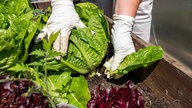 Eine Person erntet einen Salatkopf in einem Hochbeet eines Kleingartens