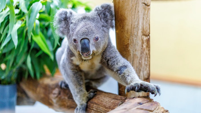 Koala Irwin im Duisburger Zoo