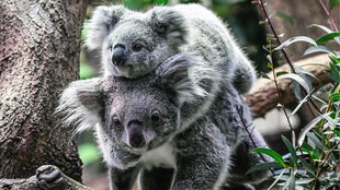 Koalas im Duisburger Zoo