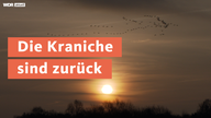 Die Kraniche sind zurück