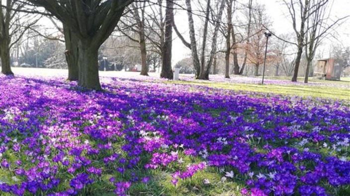 Krokusse im Westfalenpark in Dortmund