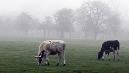 Nordrhein-Westfalen: Kühe stehen auf ihrer Weide im Nebel.