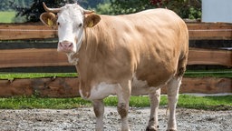 Kuh Yvonne steht im Gnadenhof Gut Aiderbichl in Deggendorf (Bayern). Mit ihrer spektakulären Flucht machte Yvonne Schlagzeilen über Deutschlands Grenzen hinaus.