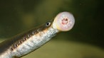 Flussneunauge im Wasser mit offenen Rundmund