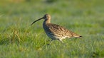 Großer Brachvogel läuft über eine Wiese