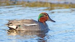 Krickente schwimmt auf dem Wasser