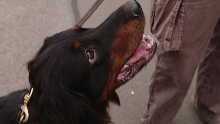 Mantrailing Hund 