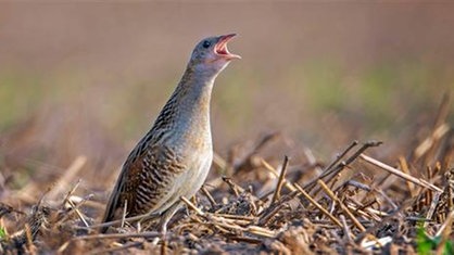 Ein Wachtelkönig Vogel sitzt auf einer Wiese