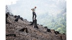 Nach einem Waldbrand steht ein Förster auf einem Baumstumpf in einem Hang und blickt ernst nach unten