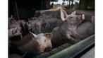 Ferkel schauen neugierig durch ein Fenster, in dem sich eine Landschaft mit Bäumen, Feldern und einer Straße spiegelt, Aufnahme eines Hofs mit nachhaltiger Ferkelaufzucht und Sauenhaltung