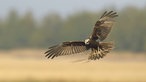 Rohrweihe-Weibchen landet im Nest mit Nistmaterial