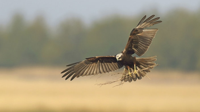 Rohrweihe-Weibchen landet im Nest mit Nistmaterial