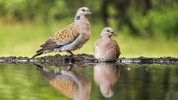 Turteltauben Paar an Vogeltränke