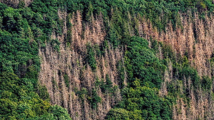 Wald von oben