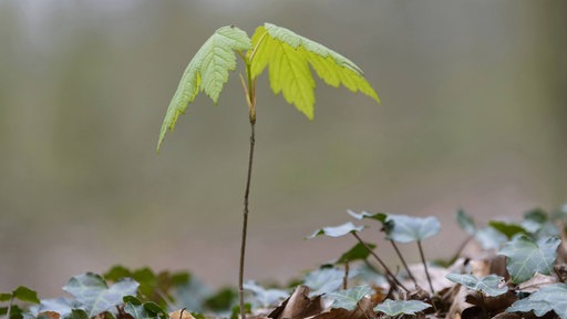 kleiner Baum Waldboden