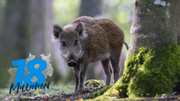 Ein Wildschwein steht neben einem Baum in einem Wald