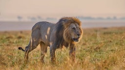 Afrikanischer Löwe in der Savanne