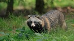 Marderhund streift durch eine Wiese