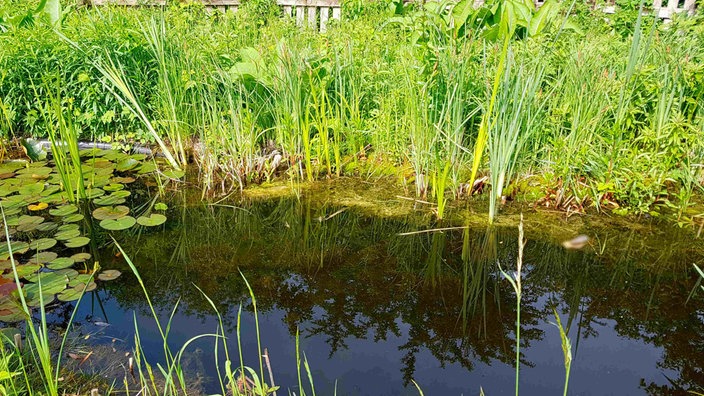 Mehr Grün am Haus - Teich 