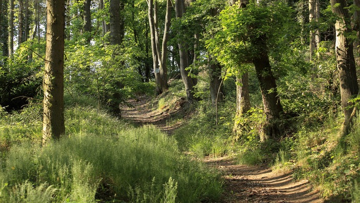 Nationalpark Eifel