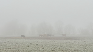 Gallowayrinder im Nebel an der Erft.