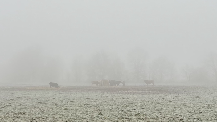 Gallowayrinder im Nebel an der Erft.