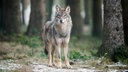 Ein Wolf (Canis Lupus Lupus) steht in einem Gehege in Isselburg