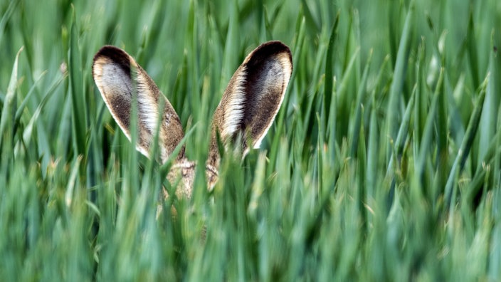 Osterhase im hohen Gras