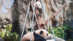 Kleine Pandas im Ocean Park in Hongkong