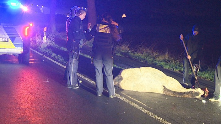 Pferd stirbt bei Kollision mit Auto in Rees