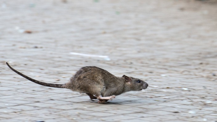 Ratte rennt über einen Wen