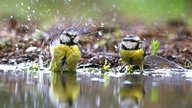 Meisen baden in einer Pfütze