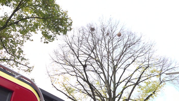 Das Nest kann nur mit einer Drehleiter der Feuerwehr erreicht werden. Zu sehen ist der Baum mit Vogelnestern und dem Hornissennest.