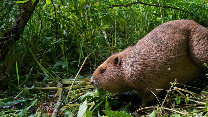 Ein Biber sitzt im Gras neben einem Gewässer