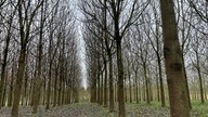 Kiribaum-Plantage in Sankt Augstin.