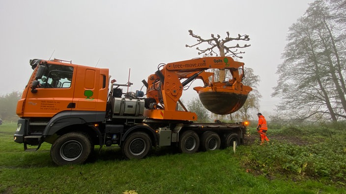 Auf dem Foto ist ein großes, orangenes Fahrzeug mit einer Hebevorrichtung, in der die Platane mit Erde transportiert wird.