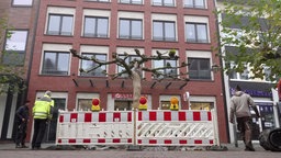 Auf dem Foto ist der Baum, der von einem Baustellenzaun umschlossen vor einer Rossmann-Filiale steht.