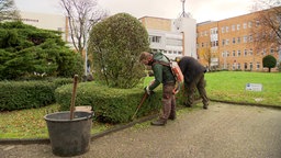 Auf dem Foto sind zwei Männer, die eine niedrige Hecke mit einer Heckenschere schneiden.