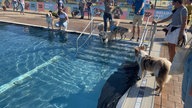 Hunde im Schwimmbecken des Strandbads Düsseldorf Lörick