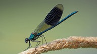 Eine blau-schwarze Libelle sitzt auf einem Halm. In Krefeld sind neue Libellenarten in der Umgebung zu finden, die es vor etwa zehn Jahren noch nicht gab.