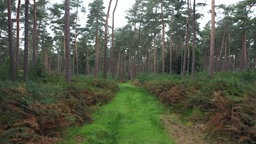 Soll der Reichswald in Kleve Nationalpark werden?