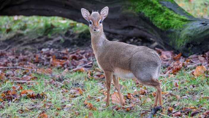 Eine Mini-Antilope steht auf einer Wiese und blickt in die Kamera