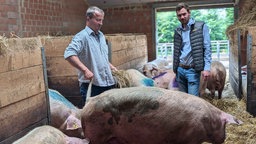 Zwei Landwirte stehen zwischen ihren Schweinen im Stall. 