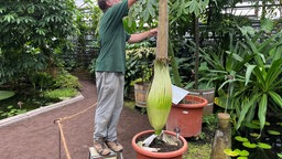 Das Bild zeigt den Titanwurz im Botanischen Garten in Bonn.