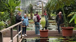 Das Bild zeigt den Titanwurz im Botanischen Garten in Bonn.