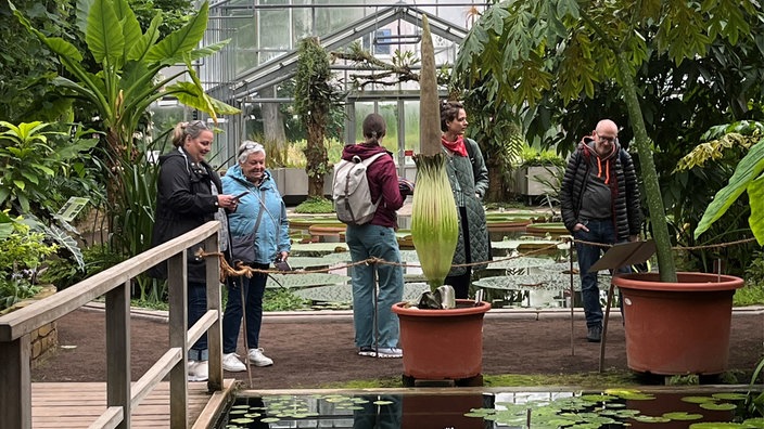 Das Bild zeigt den Titanwurz im Botanischen Garten in Bonn.