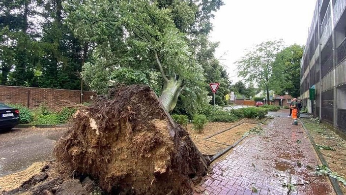 Ein entwurzelter Baum in Frechen