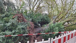 zu sehen ist ein entwurzelter Baum