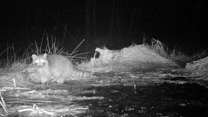 Ein Waschbär auf der Suche nach Nahrung