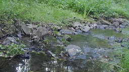 Auf Wildkameras tauchen die Waschbären häufig auf.